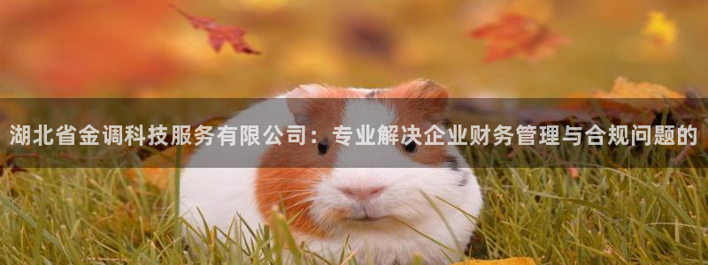 湖北省金调科技服务有限公司：专业解决企业财务管理与合规问题的