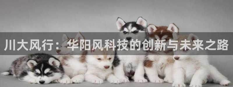 川大风行：华阳风科技的创新与未来之路