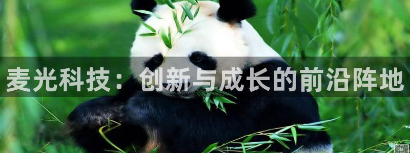 麦光科技：创新与成长的前沿阵地